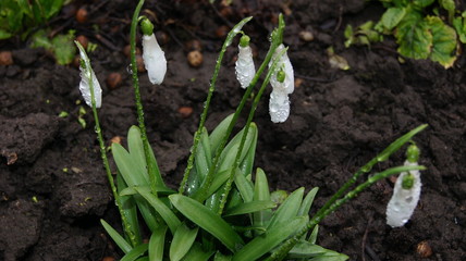 Forest flowers, after the rain