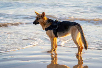Beautiful portrait of young German shepard dog walking on the shore of the sea on beach at sunset