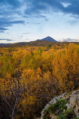 Colourful trees at lake Myvatn in Iceland