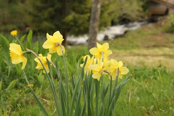 Yellow daffodils with a little stream in the background