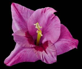 Naklejka premium Gladiolus flower is pink isolated on black background. Close-up. For design. Nature.