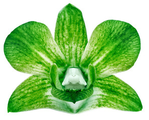 orchid green flower, white isolated background with clipping path.  Closeup.  no shadows.   for  design.  Nature.