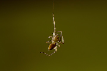 Spider