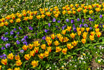 Obraz premium Beautiful spring , multi-colored tulips planted in the city park.