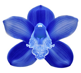 blue orchid  flower, white isolated background with clipping path.  Closeup.  no shadows.   for  design.  Nature.