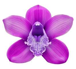 pink orchid  flower, white isolated background with clipping path.  Closeup.  no shadows.   for  design.  Nature.