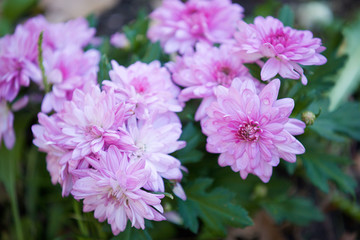 Close-up of a peony flower in the garden.