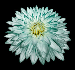 White-turquoise flower   dahlia on black isolated background with clipping path  no shadows....