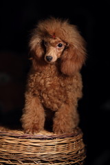 cute poodle puppy 