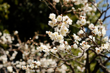 梅の花　白色