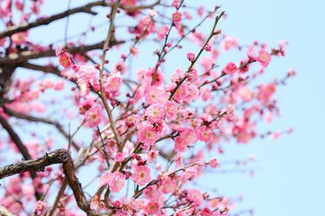 梅の花　ピンク