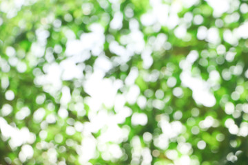 Green bokeh on nature defocus abstract background.blur green bokeh from bamboo forest