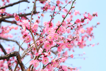 梅の花　ピンク