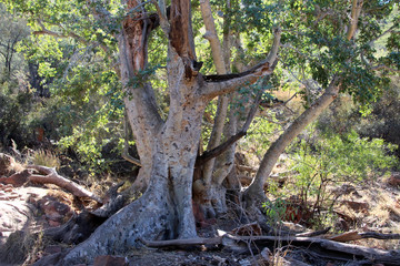 Riesiger Baum in der Landschaft von Afrika Namibia