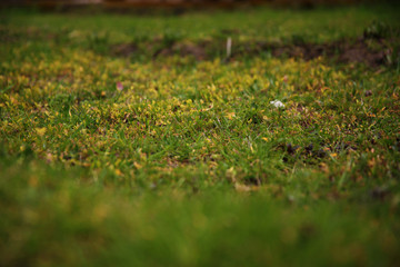 Close up of fresh thick grass with water drops in the early morning. green grass close up. Bright vibrant green grass. Bright vibrant green grass