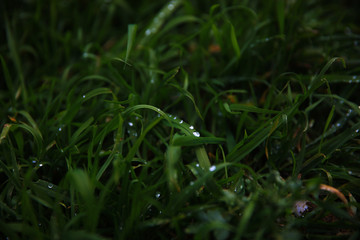 dew on the grass