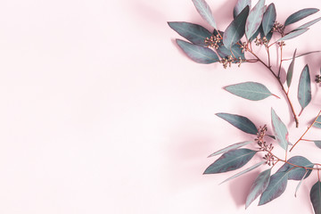 Eucalyptus leaves on pastel pink background. Pattern made of eucalyptus branches. Flat lay, top...