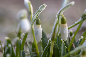 Schneeglöckchen mit Raureif kämpft gegen die Kälte