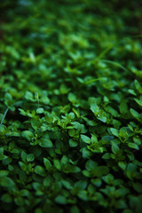 Green fresh nettle bushes 