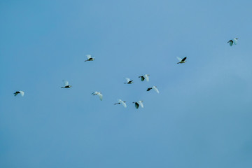 A flock of birds flying around 