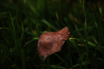 Brown leaf with dew drops fallen on a clover and grass lawn