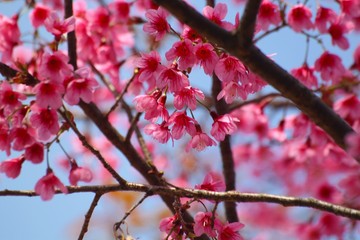 cherry tree blossom in spring