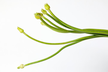 Garlic Flower bud green stem on white background