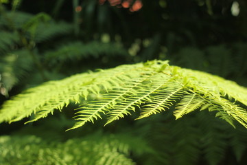 fern in the forest