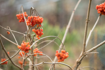Trockene rot orange Beeren Früchte des gewöhnlichen Schneeball Viburnum Opulus Roseum im Winter Frühling Garten