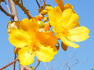 close up of a kapok flower in mary river national park © chris