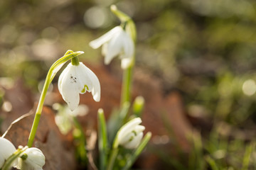 Weiße Schneeglöckchen Galanthus Nivalis Blume im Sonnenschein des Winter Frühling Garten als Frühlingsbote