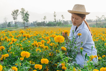 Girl watching yellow marigold flowers.