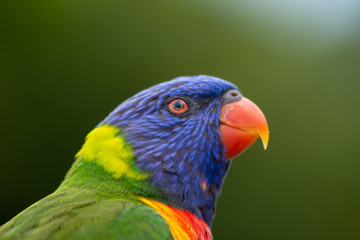 Rainbow lorikeet