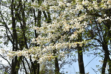 Magnolia Kobus in bloom.