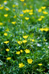 Field flower Buttercup yellow close-up.