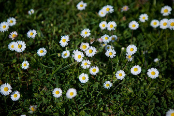 Closeup shot of white small Daisy.