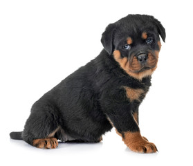 puppy rottweiler in studio