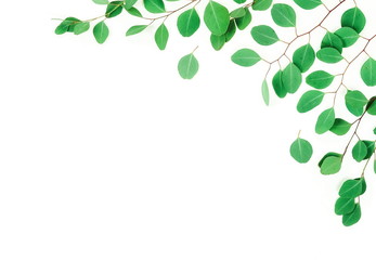 Obraz premium green eucalyptus branches herbs, leaves, plants on white background top view. copy space. flat lay