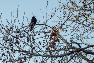 Black crow sitting alone in a tree