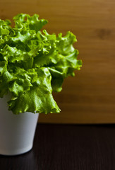 Fresh organic salad in a pot