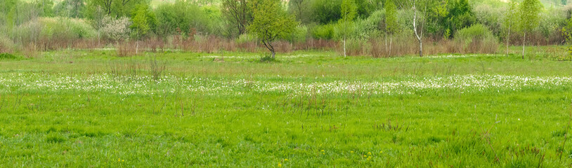 Part of Natural habitat of wild narcissus Narcissus Valley, Ukraine