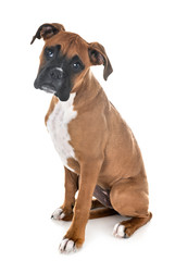 puppy boxer in studio