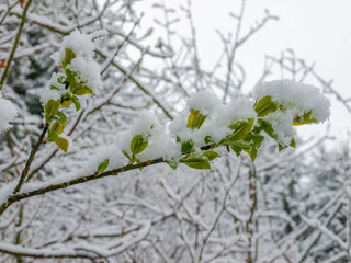 Branch with spring leaves covered with snow during cold snap