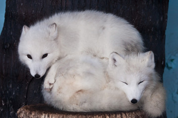 a pair of arctic foxes in white winter fur against a dark background lie on top of each other mio curled up.