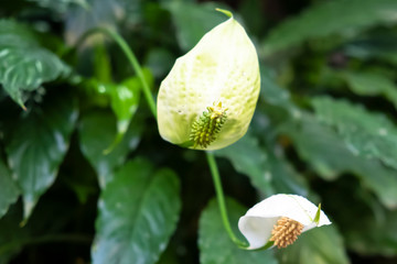 white beautiful flower blooms on green leaf background close-up