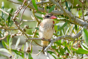 A close up of a bird looking at his surroundings 