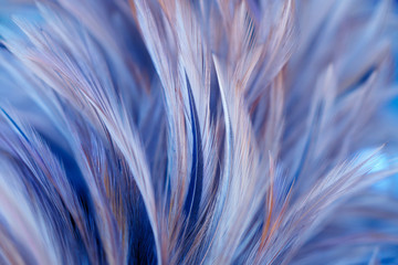 Bird and chicken feathers in soft and blur style for the background