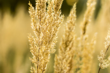 Fototapeta premium Close-up. Tall grass in the village garden on a summer day. Site about nature, plants, parks, seasons.