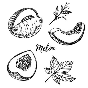 Hand drawn sketch style melon illustrations isolated on white background. Fresh food illustration.