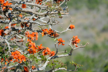 Close up of some flowers growing 
